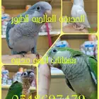 فروخ ببغاء اليفه