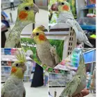 ببغاء اليف مدرب