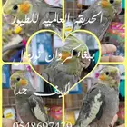 ببغاء روز وكروان اليف