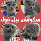 قطط اسكوتش مستوى فاخر وراقي