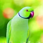 ببغاء دره مفقود بالذيبيه حي ج