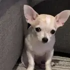 كلب شيواو بيور للبيع