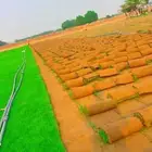 للبيع نجيله خضراء عشب