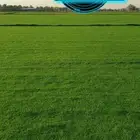 ثيل طبيعي نجيله نجيل