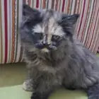 قطه شرازي أمريكي عمرها 3 شهور