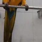 مكاو بلو اند قولدن أليف