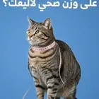 فندقة ورعاية قطط