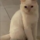 قط هملايا للبيع