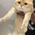 قط ذكر سكوتش فولد الذهبي للتزاوج