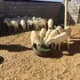 القصيم - جنوب غرب الرس 