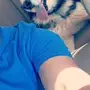 كلب هاسكي سيبيري بيور للبيع 
