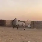 مهر وهو بوراق   الون   ازرق   العمر 3 سنوات