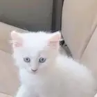 قطة شيرازي للبيع