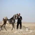 مهرة شو مصرية بيور (مبيوع)