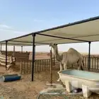 مضلة الإبل ابل