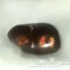 حجر عقيق ناري مكسيكي عيون ذهبية