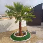 ابوناصر لتوريد جميع انواع النخيل العربي وواشنطن