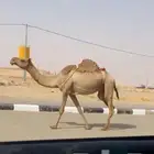 ناقه ضربه ثو علي جمعيع شروط مبيوع ولدها ليوم