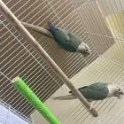 زوج كنيور منتج(تم البيع)