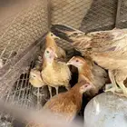 دجاج بلدي عمر 3شهور