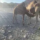 قعود للبيع