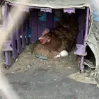 سلام عليكم ديك ودجاجه للبيع