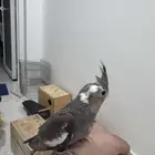 فرخ كروان نهايه غر بدايه هدد