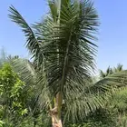 نخل
