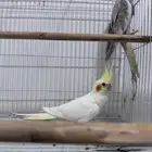 زوج كروان منتج