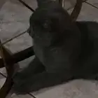 قط سكوتش ذكي و لعوب معه اغراضه و جواز سفر و كرت تطعيمات