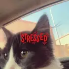 قطه شيرازيه