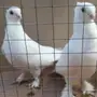 زوج إنجليزي ابيض 