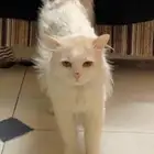 قطة للتبني
