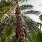 توريد وزراعة النخل الواشنطونيا ونخل العربي فسايل وتركيب شبوك