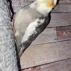 طيور مفقودين في الطائف تحديدا في البيعه