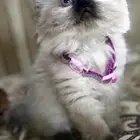 قطط