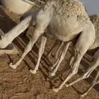 حشو للبيع