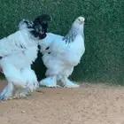 طقم براهما كولمبي انتاج خوارج