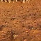 حريات للبيع
