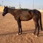 فرس للبيع
