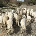 غنم حريات للبيع