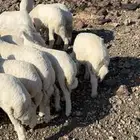 بهم تربيه العمر شهرين