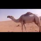 قعود رماني يثني الشتاء الجاي القعود اطيب من التصوير بواجد