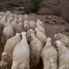 ضان مراح ومعزا مراح