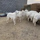 للبيع رخال صنف