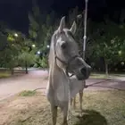 حصان عربي.