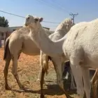 للبيع لقحه وضحا
