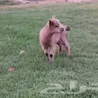 تيس قزمي