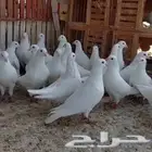 حمام فرنسي جامبو للبيع