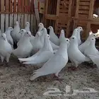 مطلوب حمام فرنسي سوبر جمبو